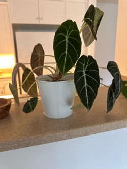 Alocasia 'Black Velvet' live indoor plant