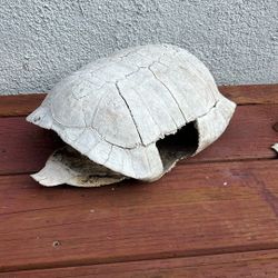 Tortoise Shell Lawn Decoration