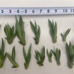 Century Plant - Agave Pups 20 for $8