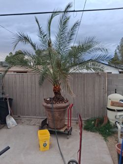 Potted Palm Tree in Large Terracotta Planter