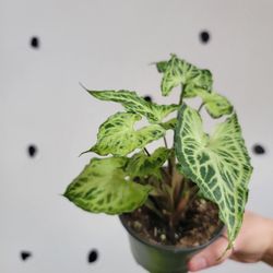 Syngonium Batik 4" plant