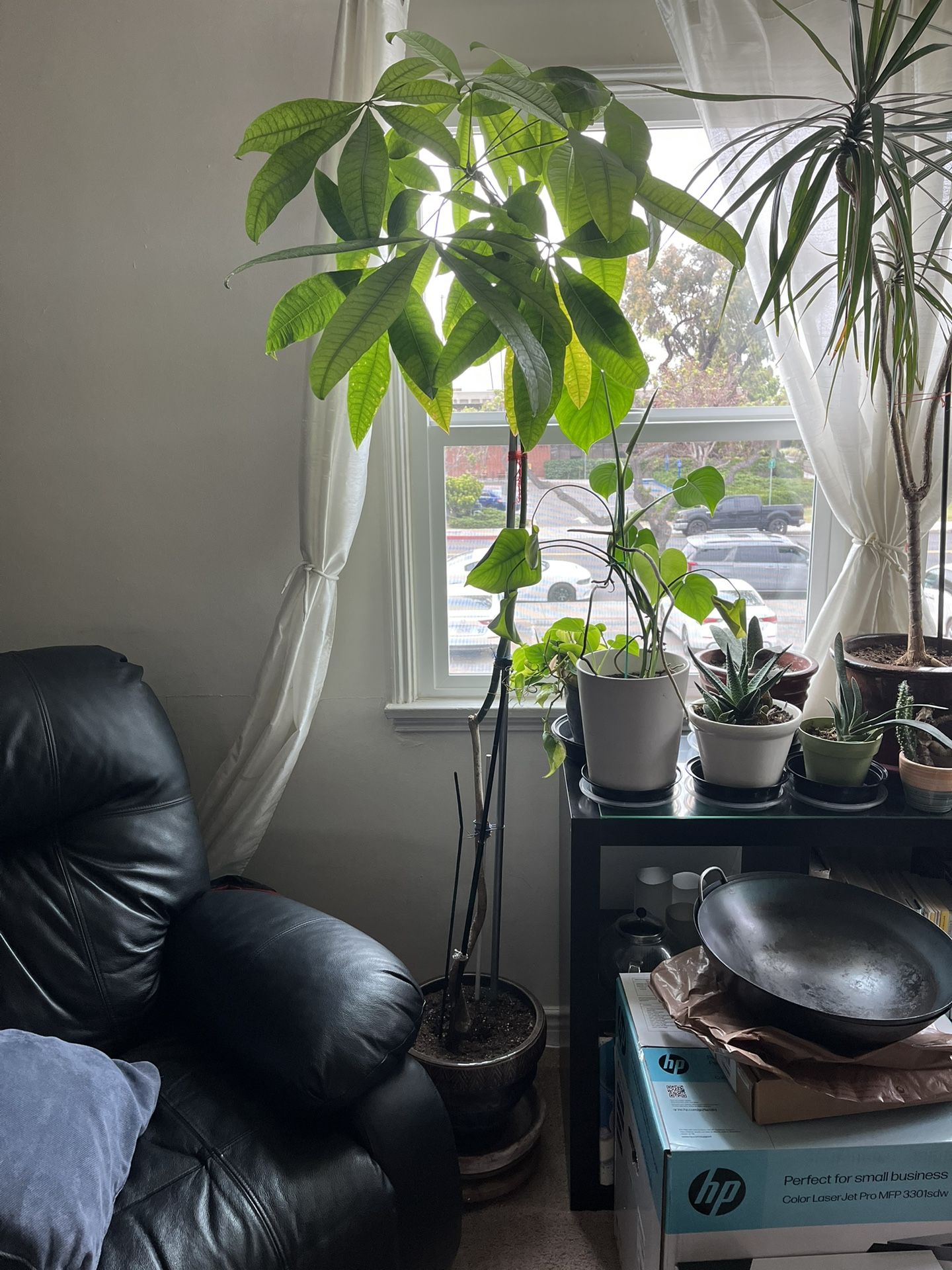 6ft Lucky Money Tree with Pot