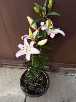 10” lily