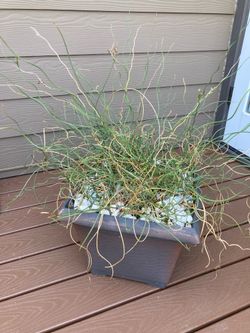 Spiral grass plant