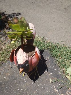 Aeonium in metal Bird 🐦 planter.