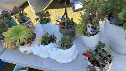 Many succulent beauties!