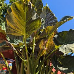 Elephant Ear- Purple Alocasia Wentii