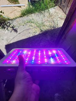 KINGLED grow Light