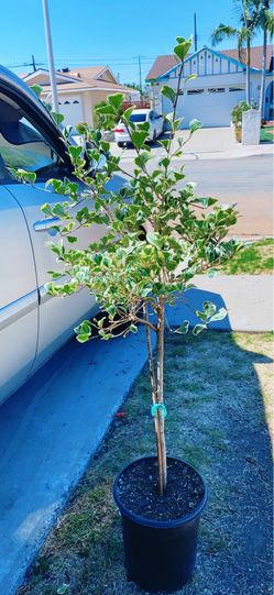 Variegated Triangularis Ficus Tree