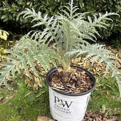 artichoke plant in 4 gallon pot, perennial