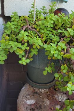 Established elephant ear/jade plants