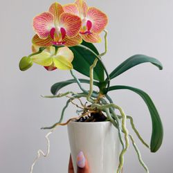 Mini Orchid In Ceramic Pot