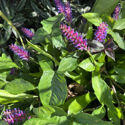 MATCHSTICK BROMELIADS FOR SALE RARE