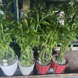 Lucky Bamboo In Ceramic Pot. SPECIAL PRICE 🤩