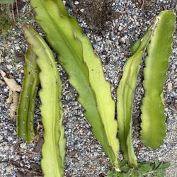 Dragonfruit Dragon Fruit Plant Cuttings