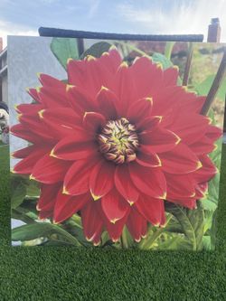 Dahlia (30” X 30”)