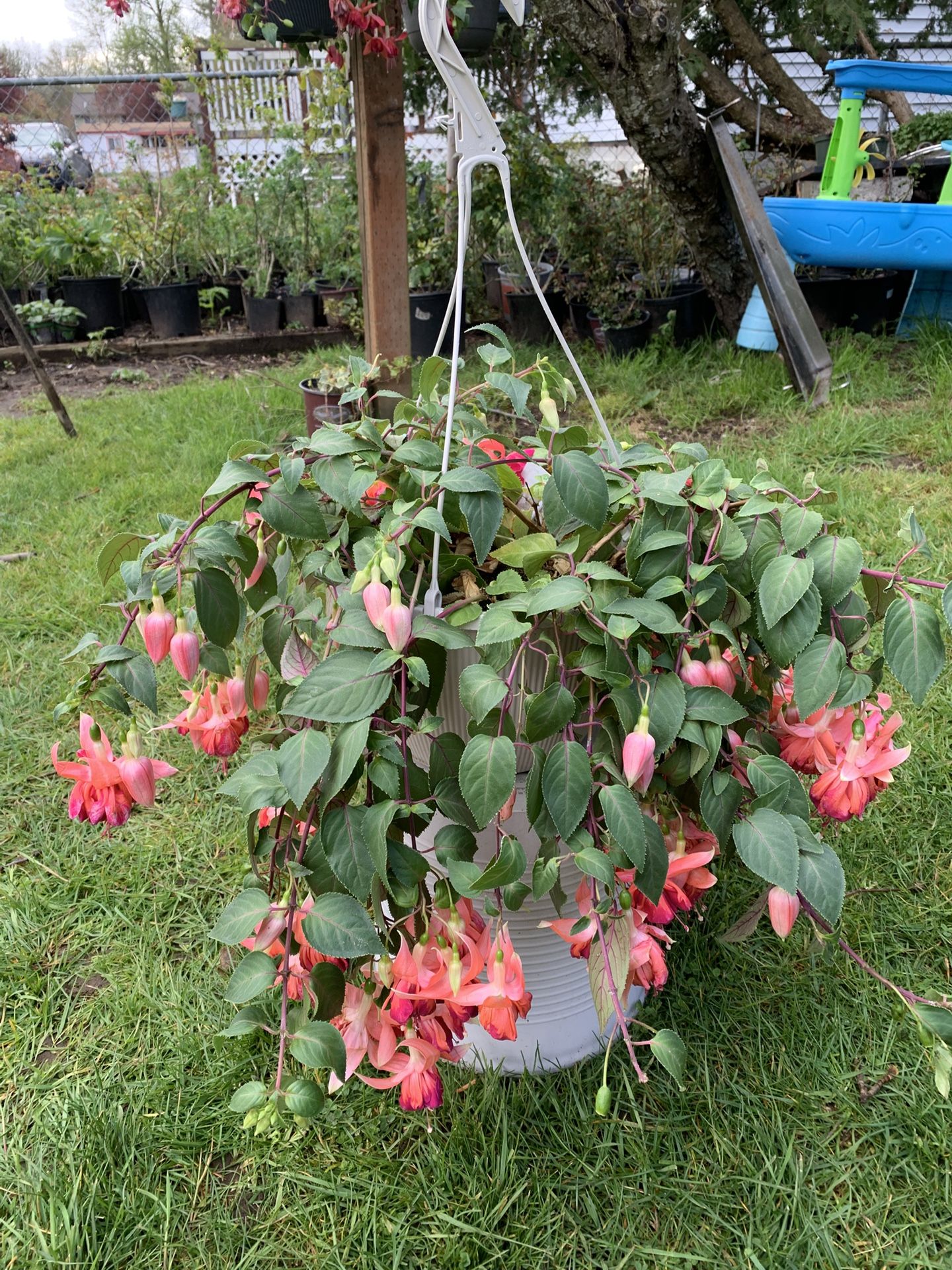 Outdoor Plant