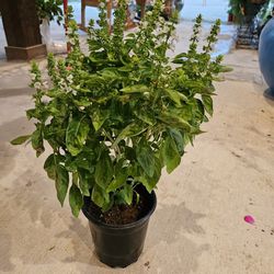 Large Basil PLANTS ARRIVE, BEAUTIFUL AND HEALTHY. $11 EACH. First come first serve.