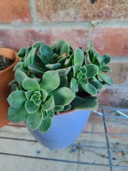 Kiwi plant succulent in ceramic pot