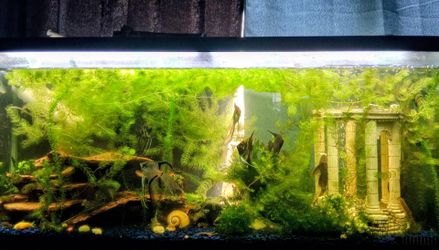 Rehoming Hornwort