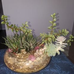 Succulent Plant Terrarium