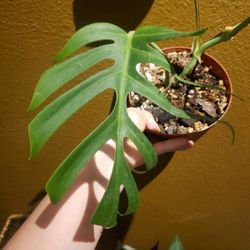 Ultra Rare Monstera Sierrana Sierana NOT Variegated albo Borsigiana for  Sale in Hillsboro, OR - OfferUp