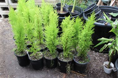 Lemon cypress