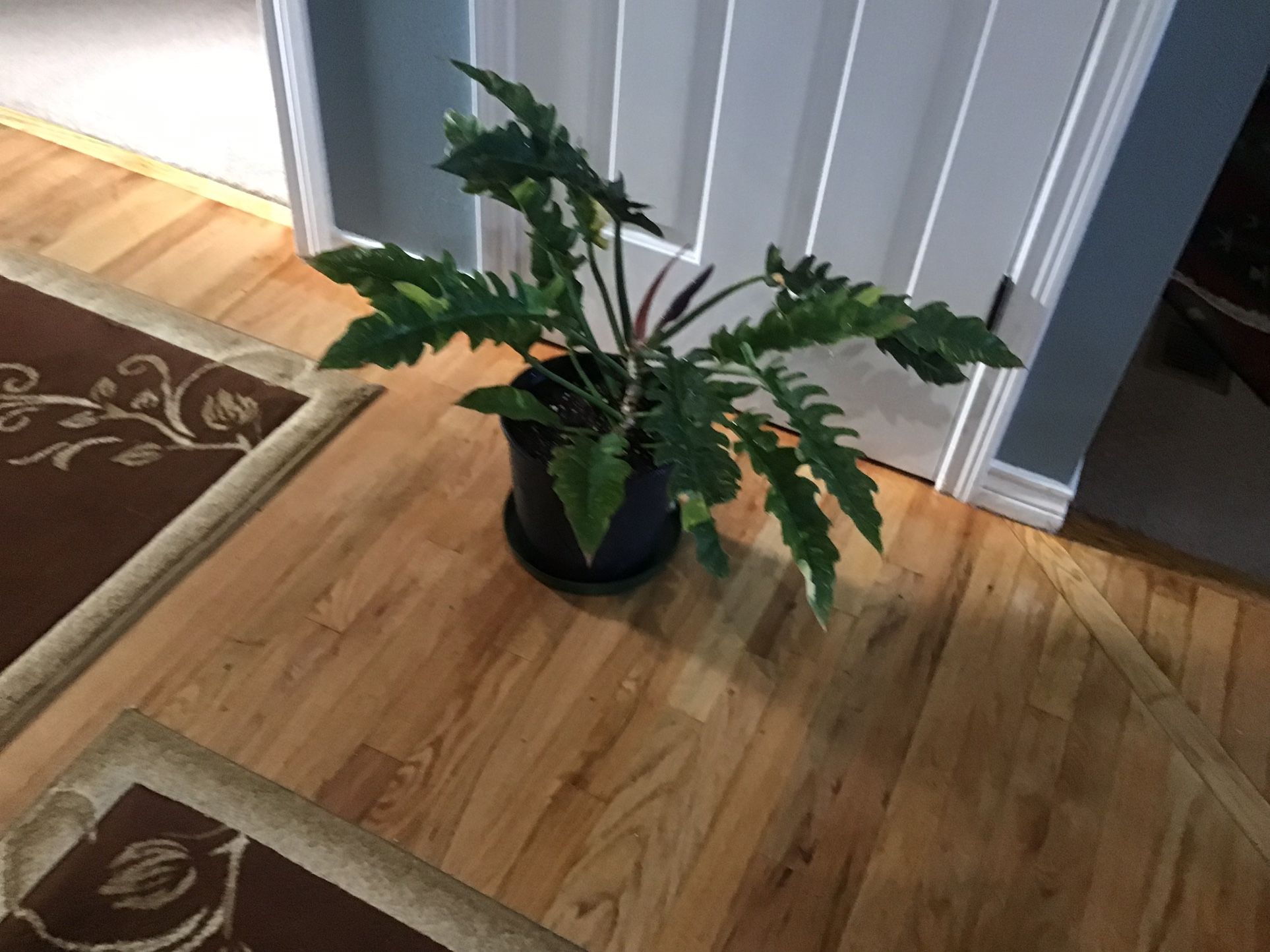 Plant
