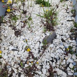Free White Decorative Rock