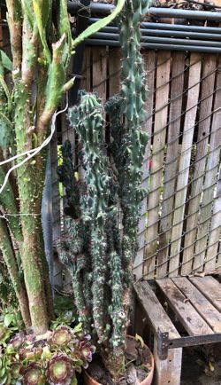 Healthy Cactus plant 6 feet