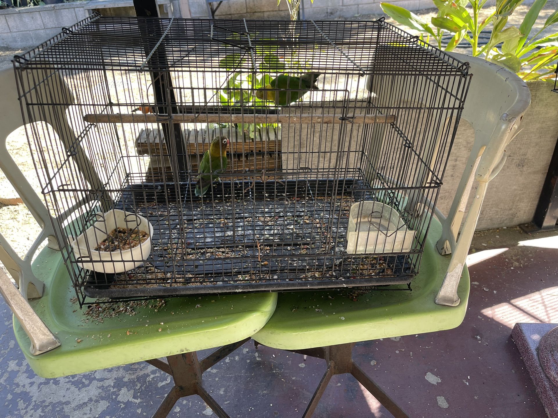 Bird Cage