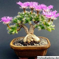 4” Trichodiadema Densum Mini Desert Rose (First Pic Is Reference)