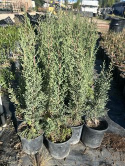 Italian Cypress 2ft Tall