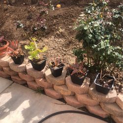 Succulent Plants