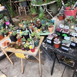 PLANT SALE SUNDAY IN SAN LORENZO FROM 1PM TO 530PM