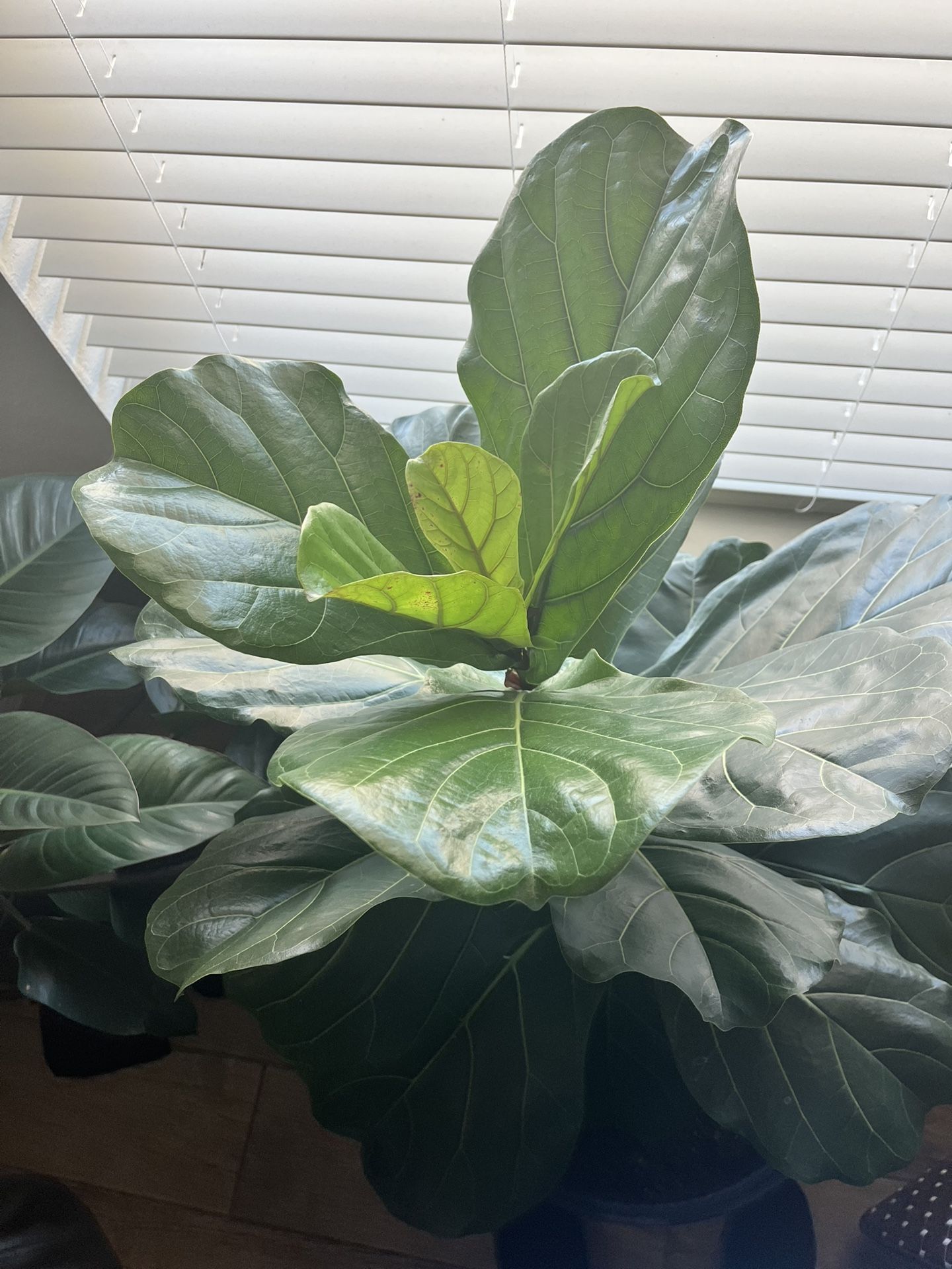 Fiddle Leaf Fig
