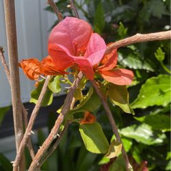 Plant Bugambilia 3 Color Rosa Anaranjado Y Color Morron 