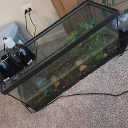 Turtle/fish 