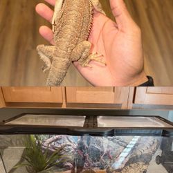 Bearded Dragon And 25 Gallon Front Opening Tank For Sale!