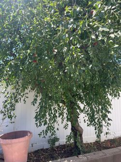 Honey Jujube