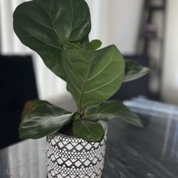 Small Fig Tree Plant For Sale With Pot 
