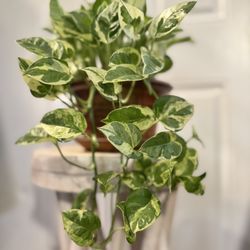 Jade & Pearls Pothos Plant In Ceramic Planter 