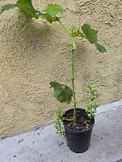 Grape Plants Seedless