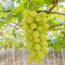 Grapes plant