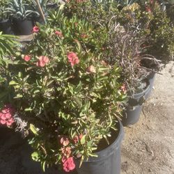 Crown Of Thorns 5gallon And 15gallon