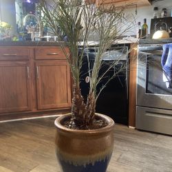 Date Palm Tree