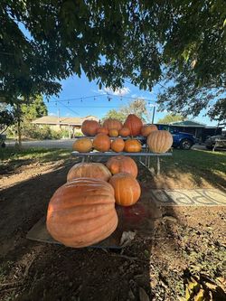Atlantic Giant Pumpkins