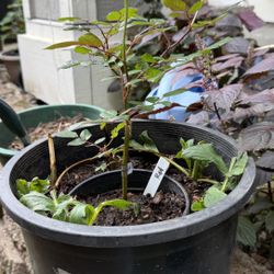 Double  Knockout Red Rose Plant