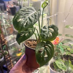 Monstera Adansonii 