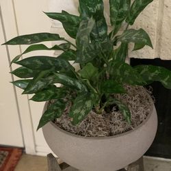 Indoor Plant